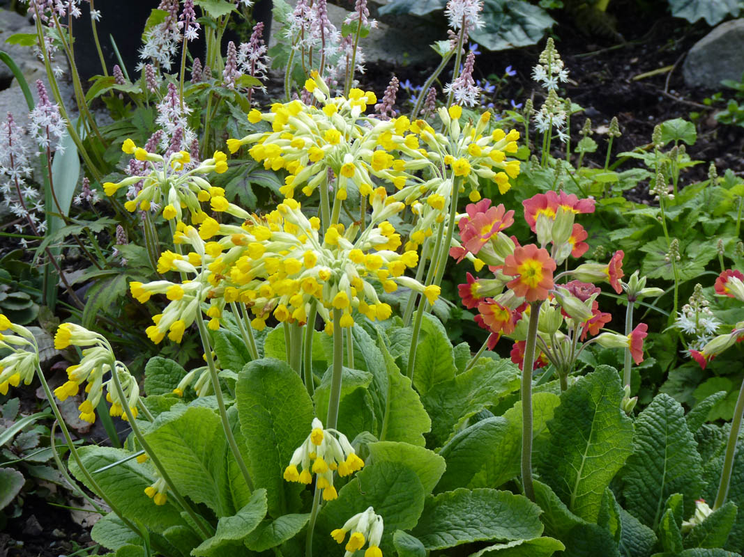 Primula veris photo